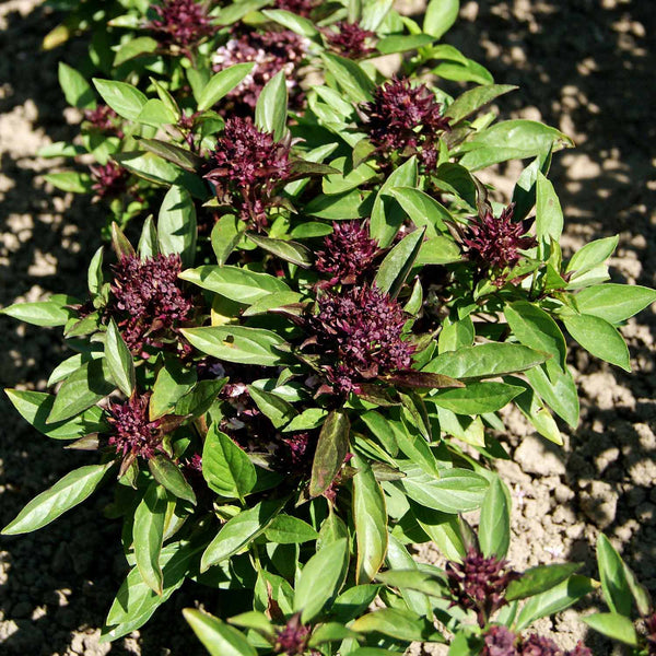 Basil Seeds 'Thai'