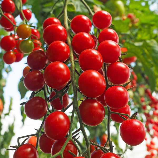 Tomato Seeds 'Crokini'