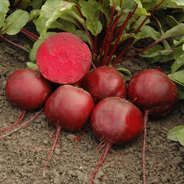 Beetroot Seeds 'Moneta'