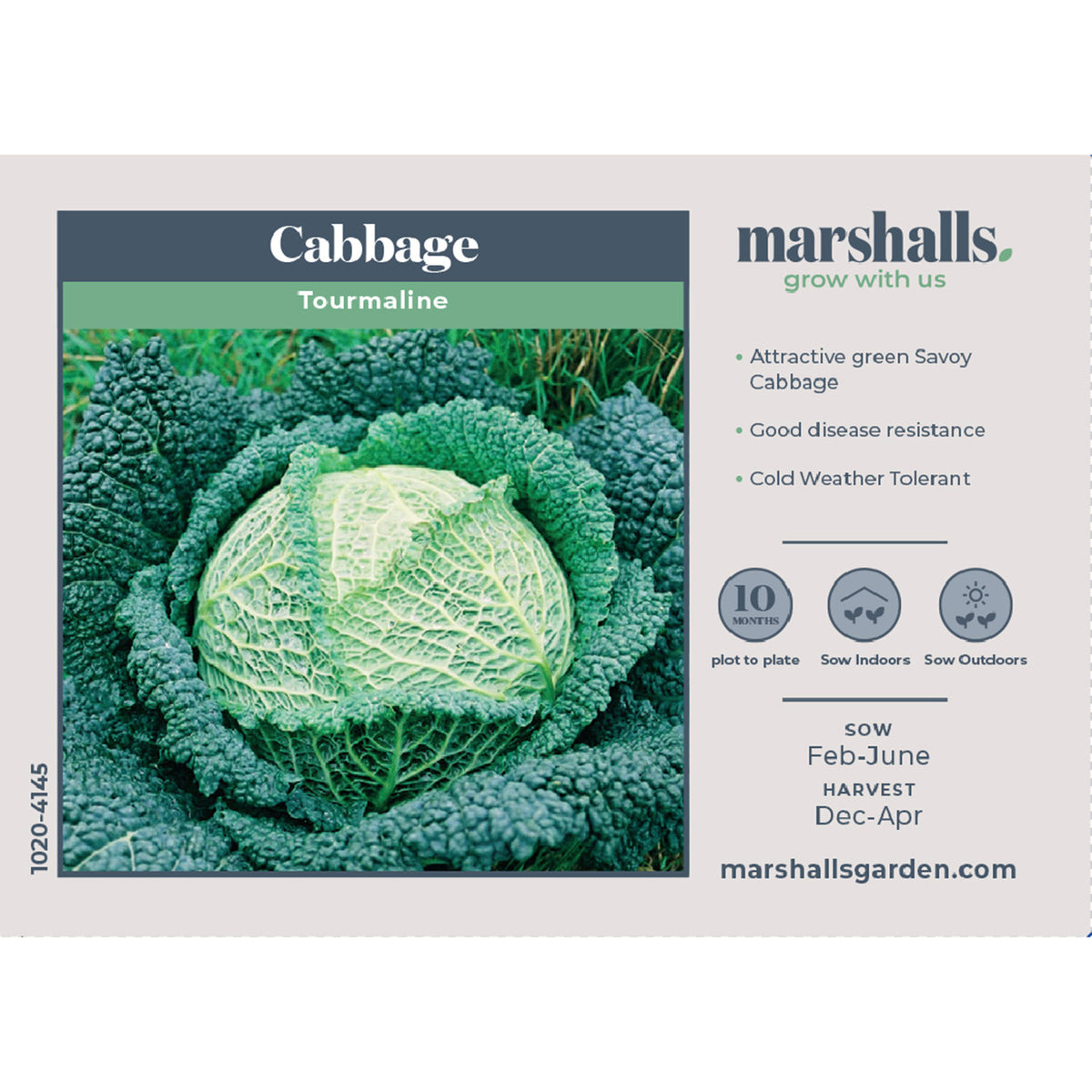 Savoy Cabbage Seeds 'Tourmaline' Buy Savoy Cabbage Seeds Online