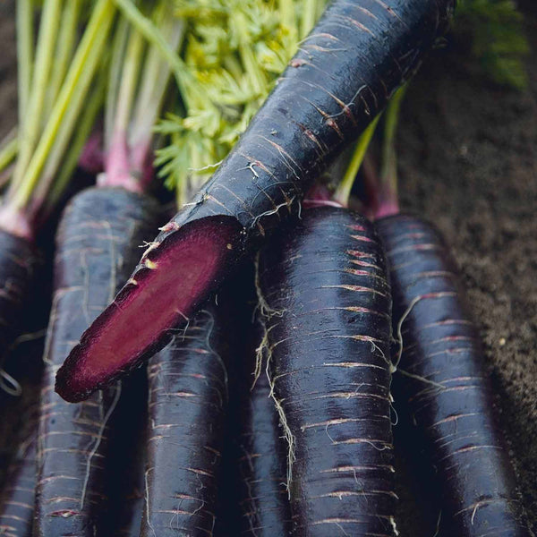 Carrot Seeds 'Deep Purple'