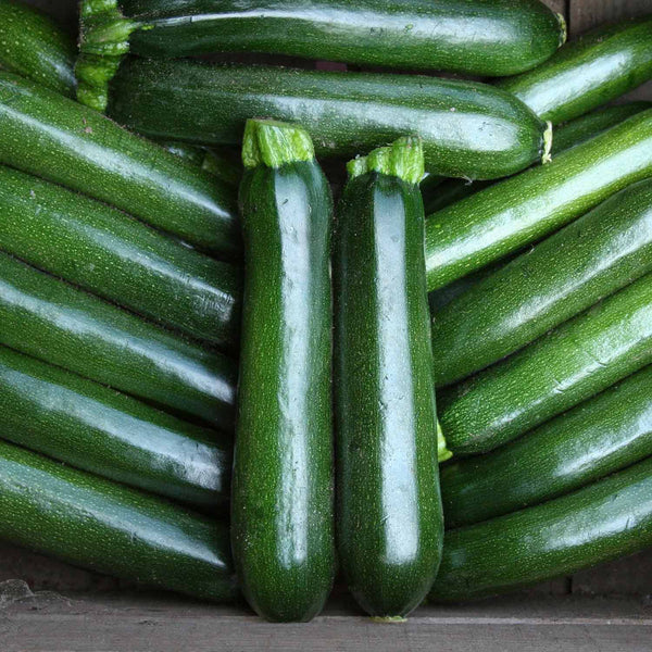 Courgette Seeds 'Firenze'