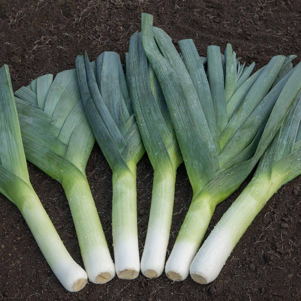 Leek Seeds 'Jolant'