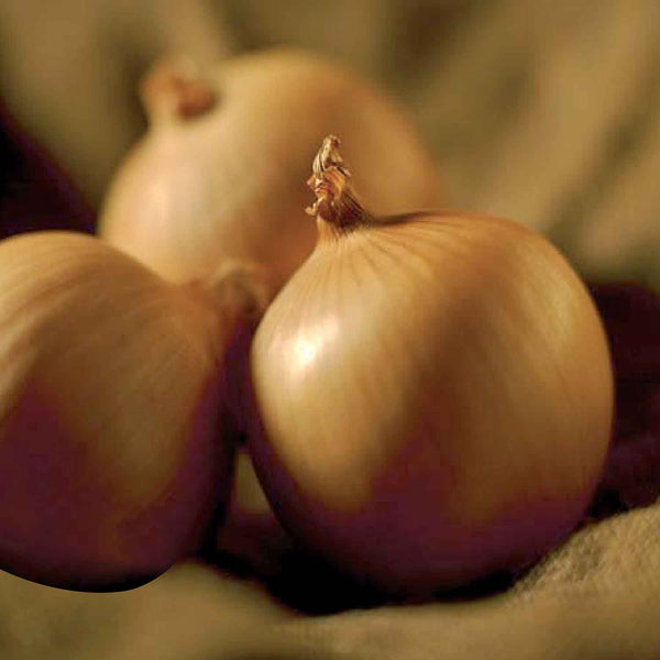 Onion Seeds 'Centro'