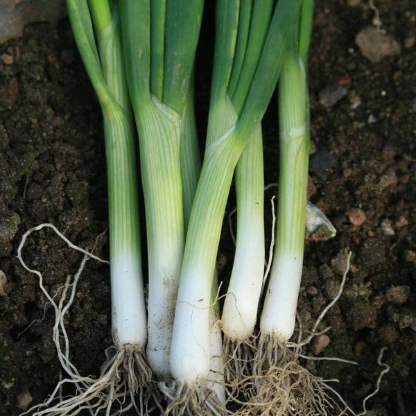 Spring Onion Seeds 'Eiffel'