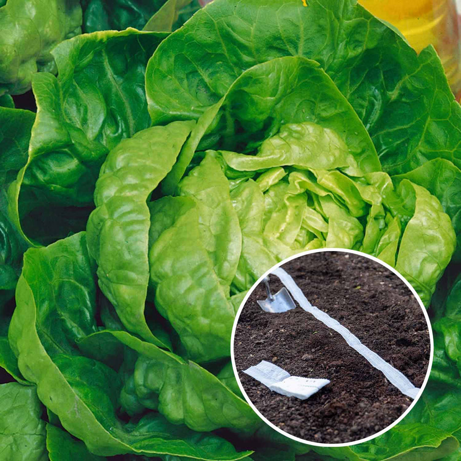 Seed Tape Lettuce Little Gem Buy Seed Tape Online Seed Tape for