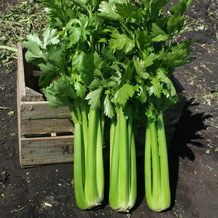 Celery Seeds 'Hadrian' F1 Buy Celery Seeds Online Celery Seeds for