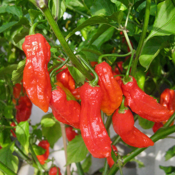 Chilli Pepper Seeds 'Bhut Jolokia'