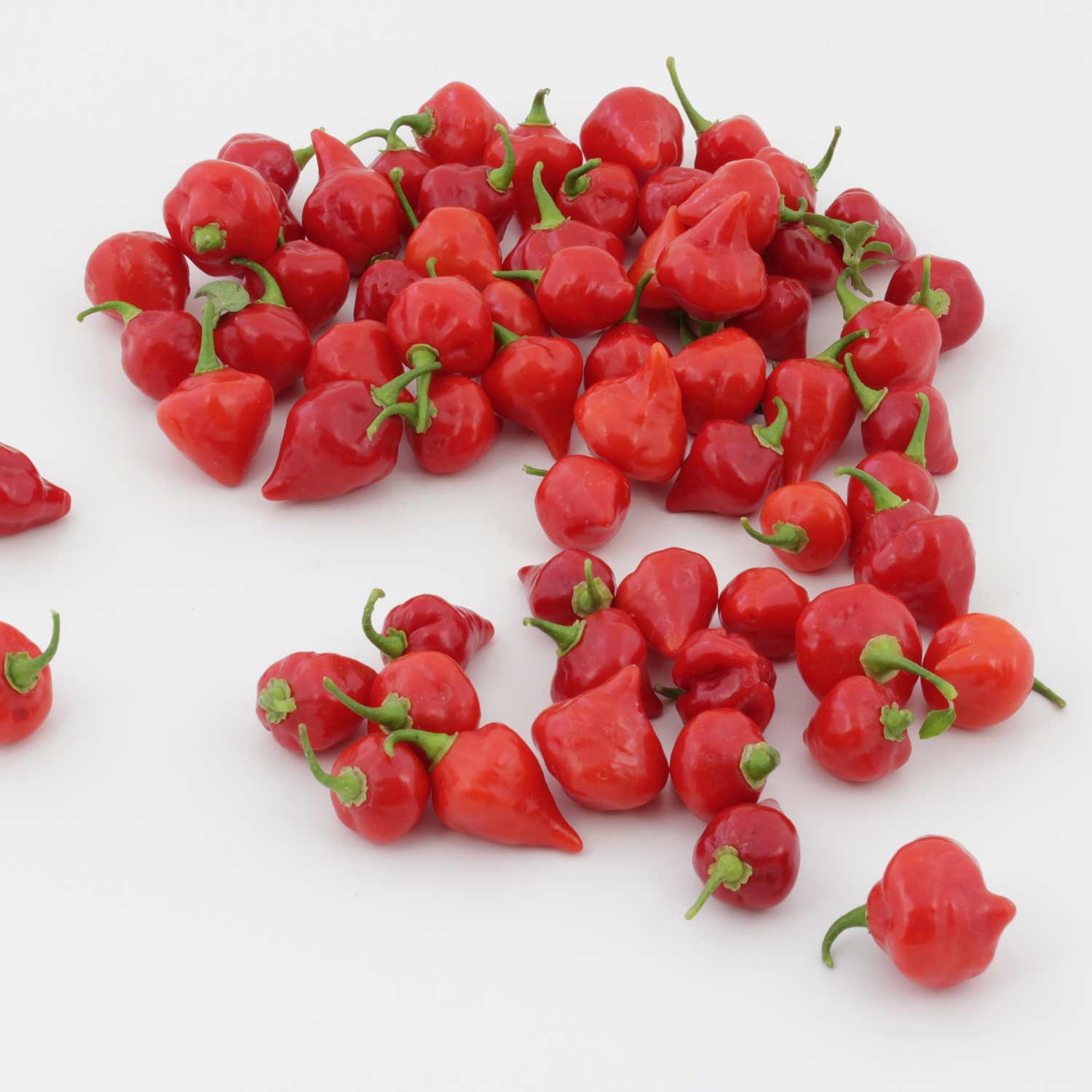 Chilli Pepper Seeds 'Raging Bull' Buy Chilli Pepper Seeds Online