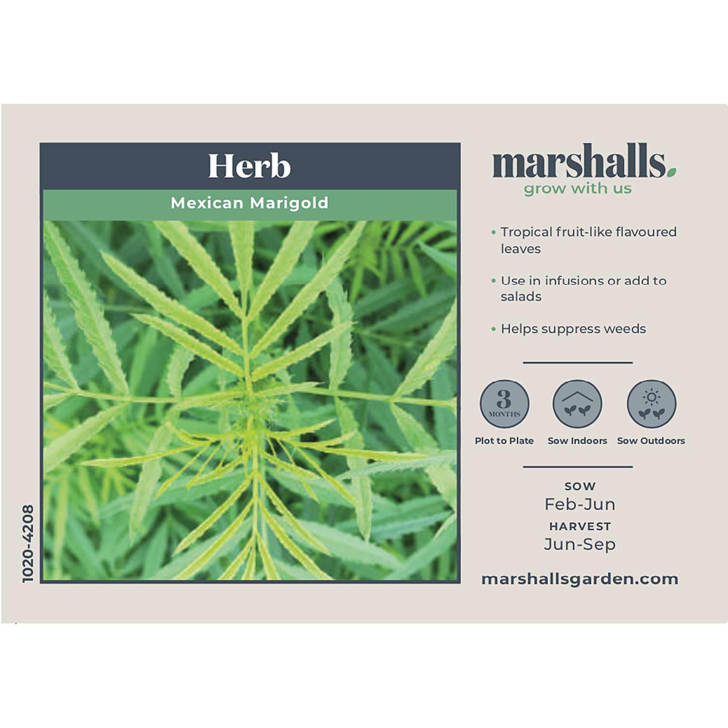 Mexican Marigold Seeds Buy Marigold Seeds Online Marigold Seeds for