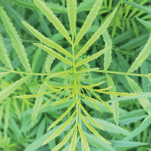 Marigold Seeds 'Mexican'