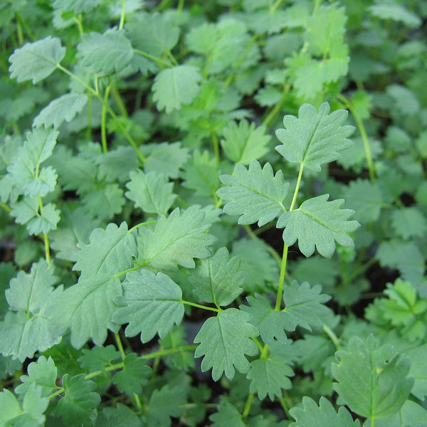 Salad Burnet Seeds