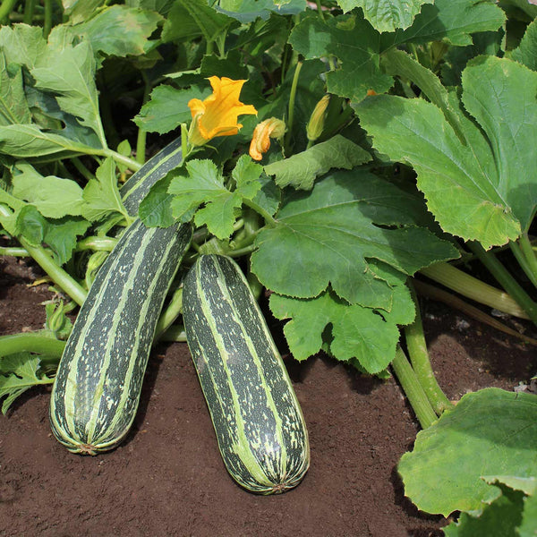 Marrow Seeds 'Tiger Cross' F1