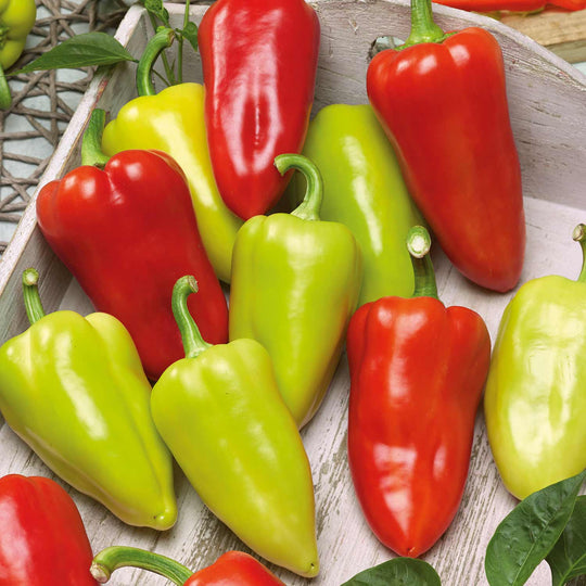 Sweet Pepper Seeds 'Slavus' Buy Sweet Pepper Seeds Online Sweet Pepper Seeds for Sale