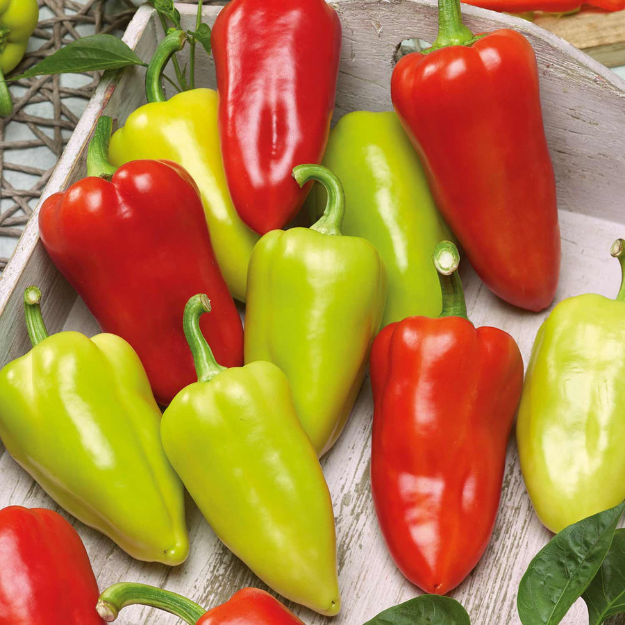 Sweet Pepper Seeds 'Slavus' Buy Sweet Pepper Seeds Online Sweet