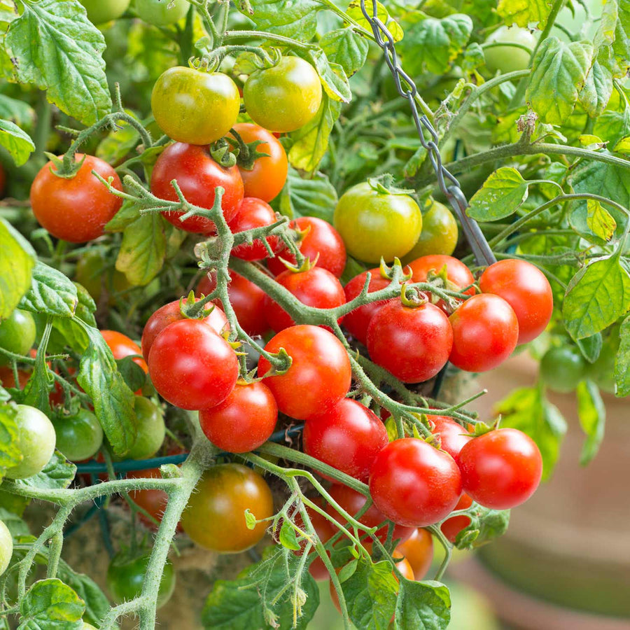 Tomato Seeds 'Terenzo' F1 | Buy Tomato Seeds Online | Tomato Seeds for ...