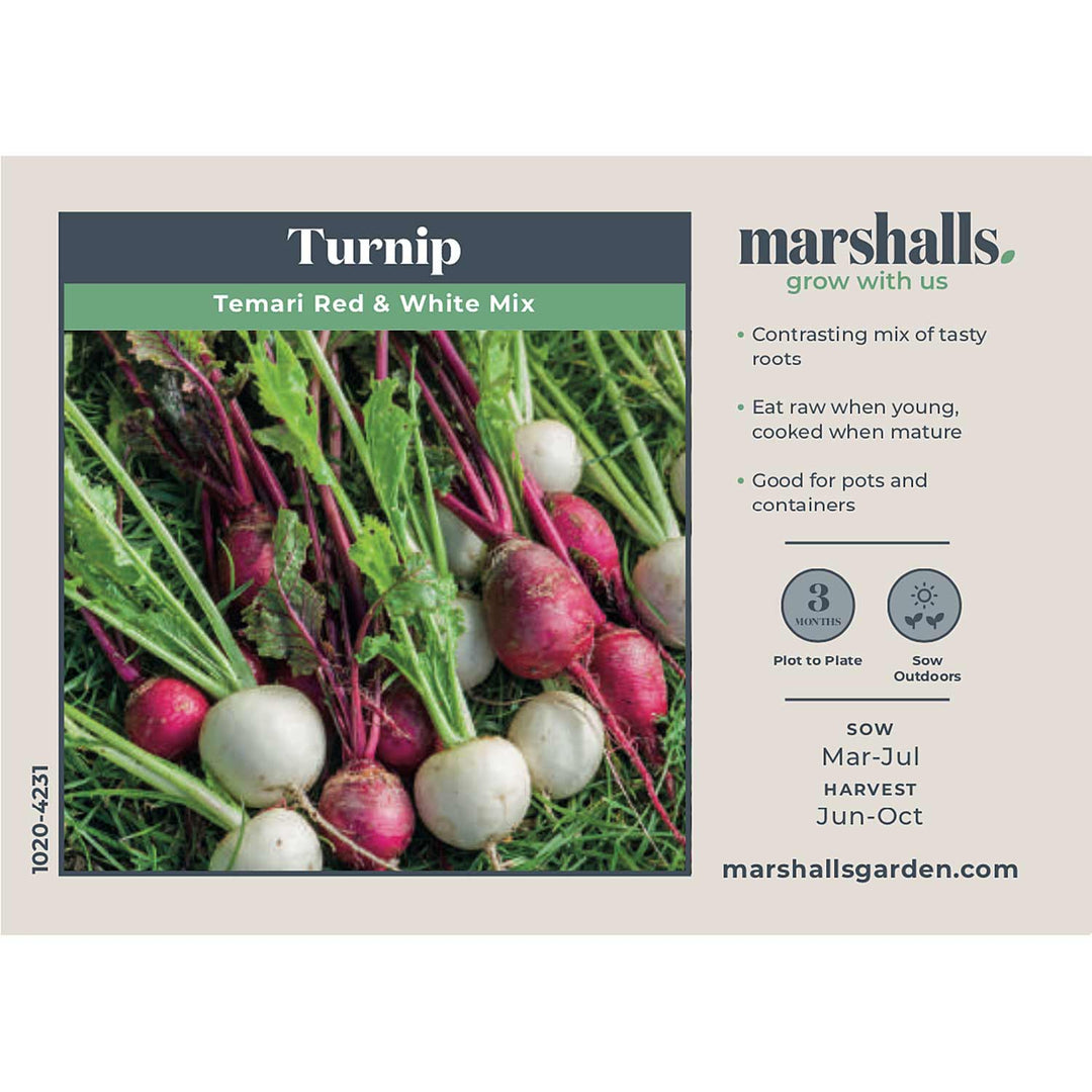 Turnip Temari Seeds 'Red & White Mix' Buy Turnip Seeds Online