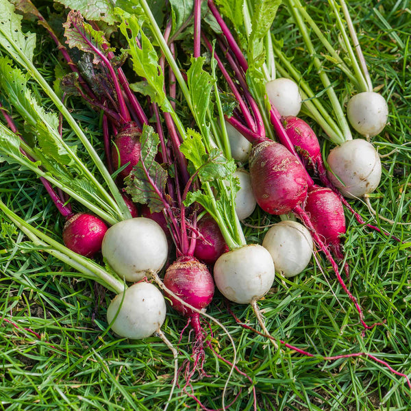 Turnip Temari Seeds 'Red & White Mix'