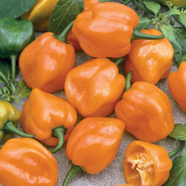 Chilli Pepper Seeds 'Orange Habanero'