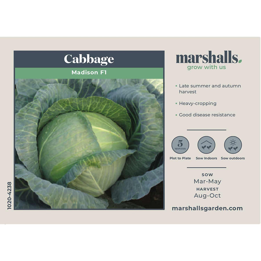 Cabbage Seeds 'Madison' F1 Buy Cabbage Seeds Online Cabbage Seeds