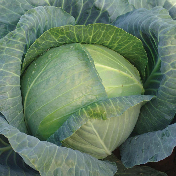 Cabbage Seeds 'Madison' F1