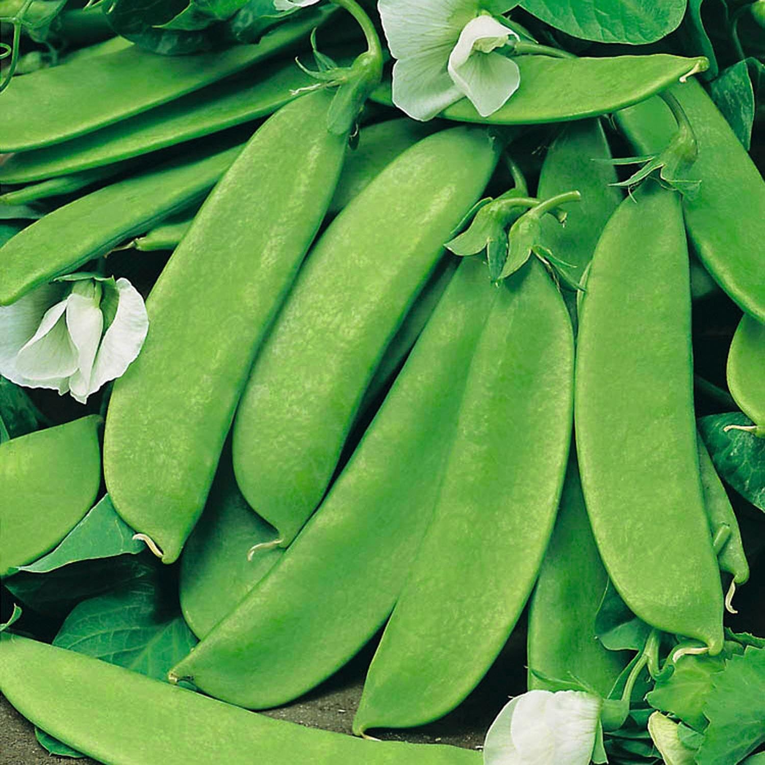 Pea Seeds Mangetout Oregon Sugar Pod