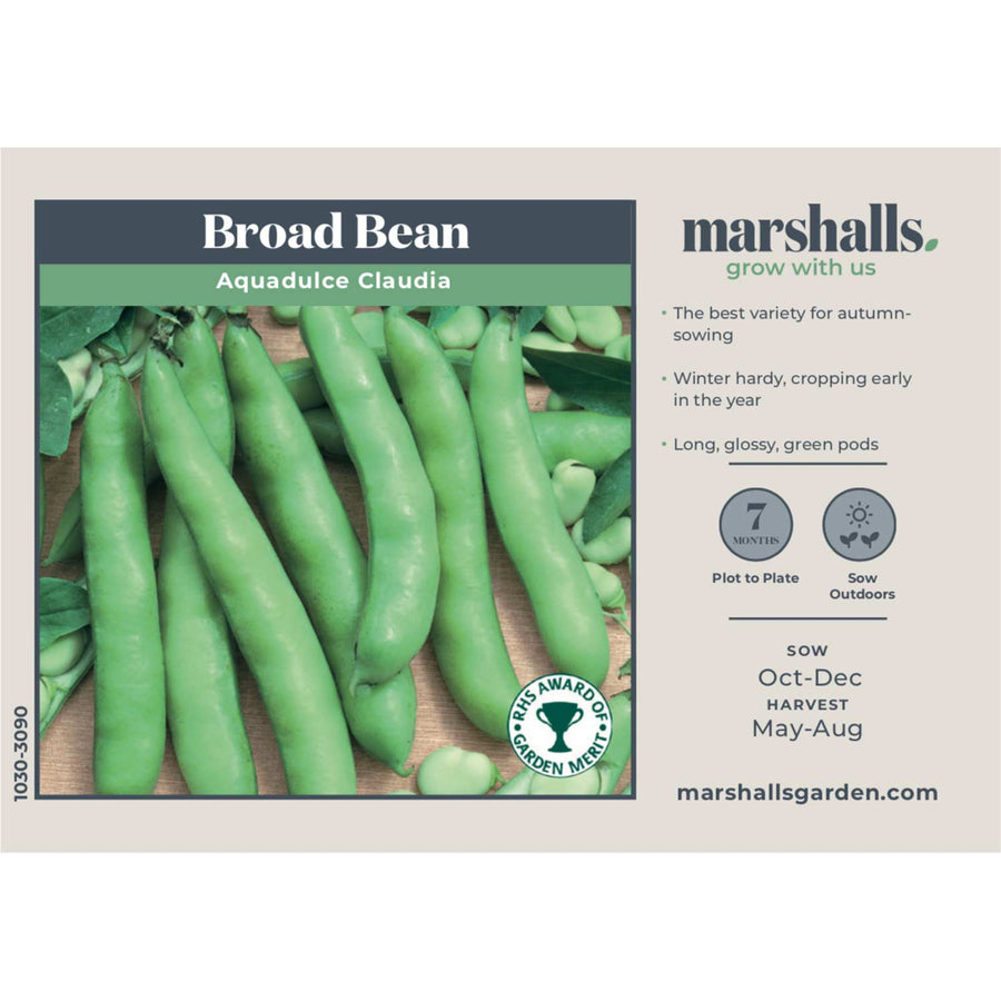 Broad Bean Seeds 'Aquadulce Claudia' Buy Broad Bean Seeds Online Broad Bean Seeds for Sale