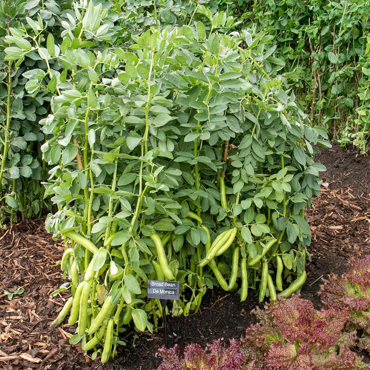 Broad Bean Seeds 'De Monica' Buy Broad Bean Seeds Online Broad Bean Seeds for Sale