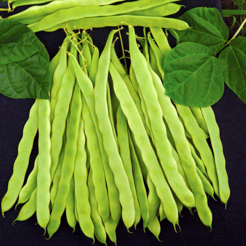 Buy Climbing French Bean Seeds - Algarve online | Marshalls – Marshalls ...
