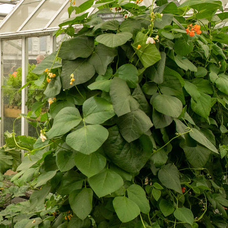 Runner Bean Seeds 'White Lady'