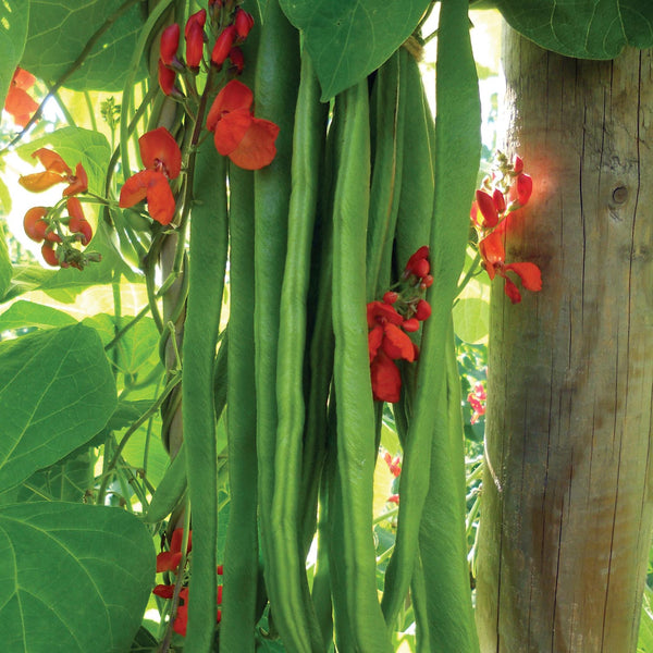 Runner Bean Seeds 'Firestorm'