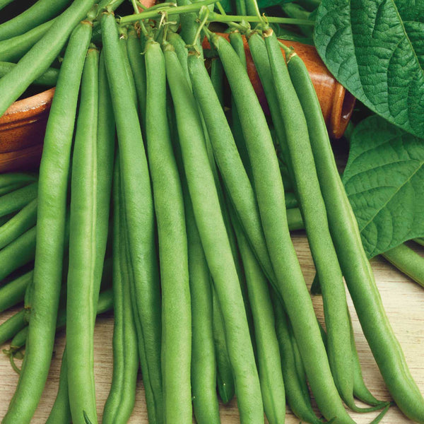 French Bean Dwarf Seeds 'Faraday'