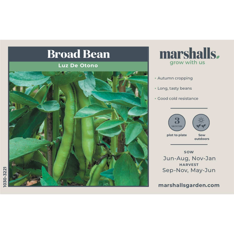 broad bean seeds for autumn planting Broad Bean Seeds 'Luz de Otono'