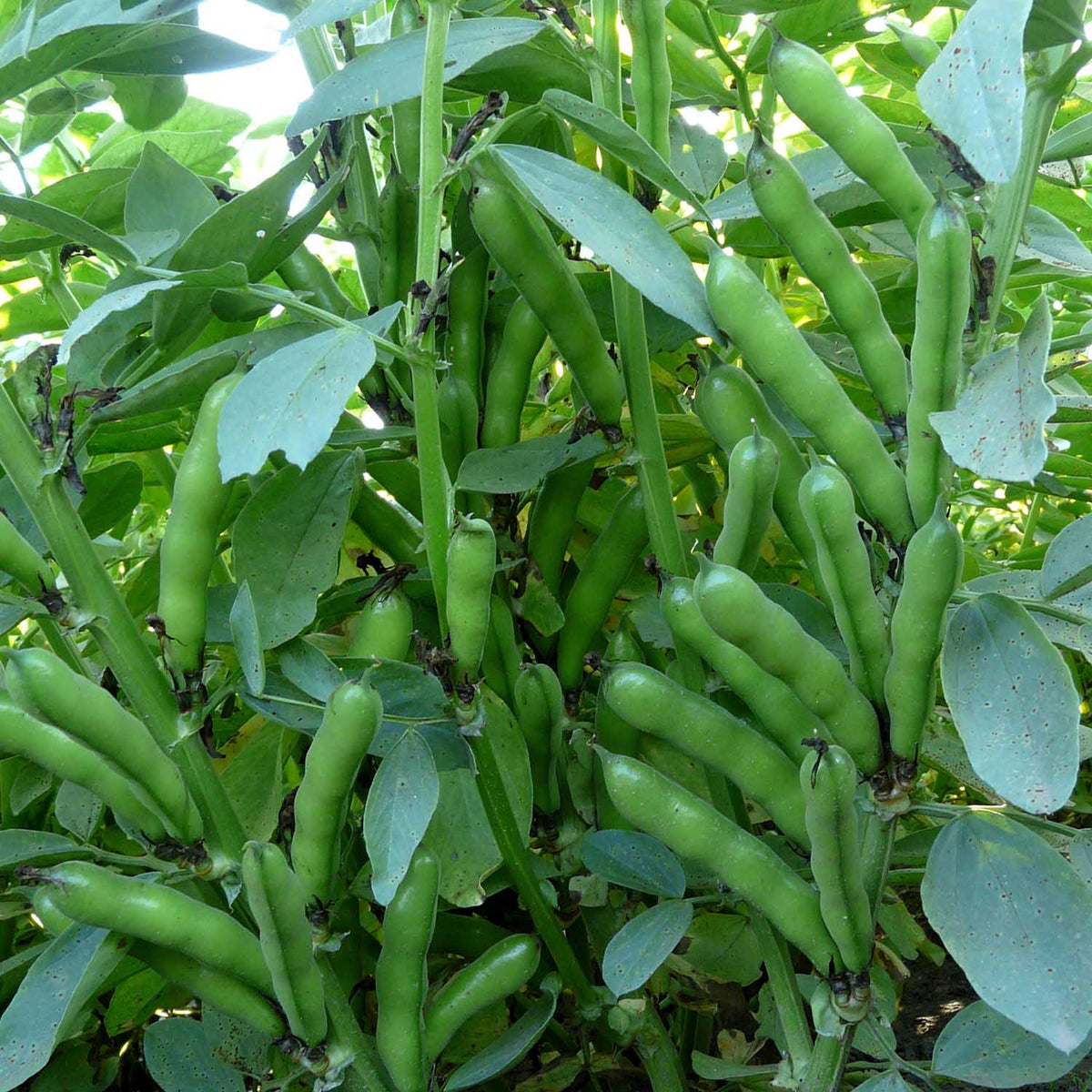 Broad Bean Seeds 'Oscar' Buy Broad Bean Seeds Online Broad Bean Seeds for Sale Marshalls