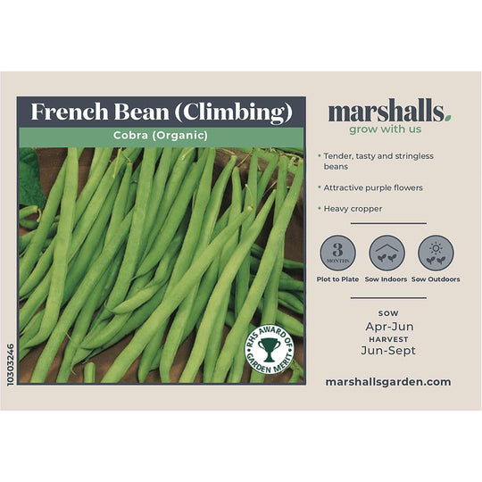 Organic Climbing French Bean 'Cobra' | Buy Organic French Bean Seeds ...