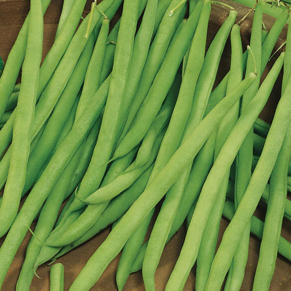 French Bean Climbing Seeds Organic 'Cobra'