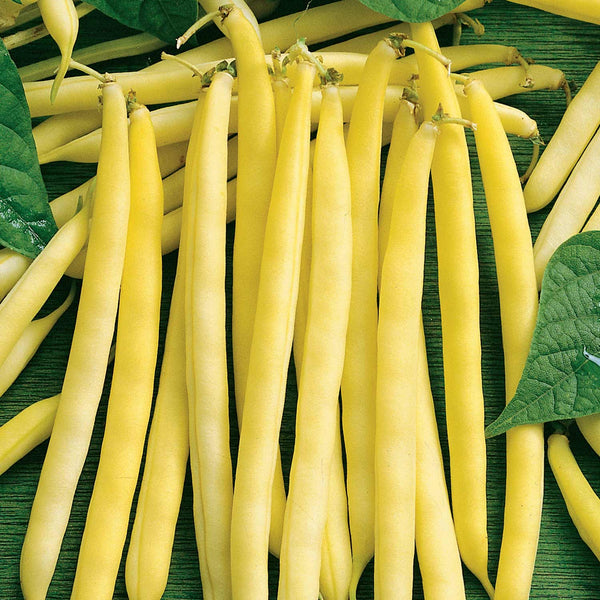 French Bean Dwarf Seeds 'Dorado'