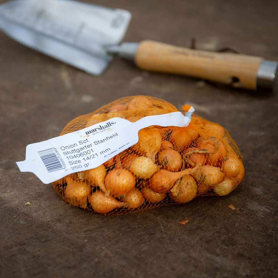 Onion 'Stuttgarter Riesen' Buy Onion Sets Online Onion Sets for