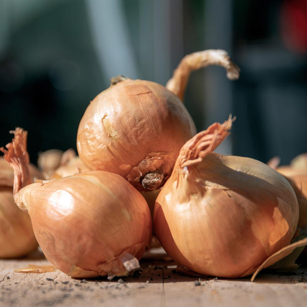 Spring Planting Shallots Duo Pack