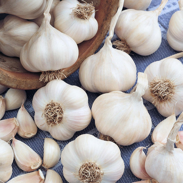 Garlic Cloves 'Picardy Wight'