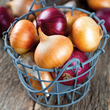 Spring Planting Onions Duo Pack