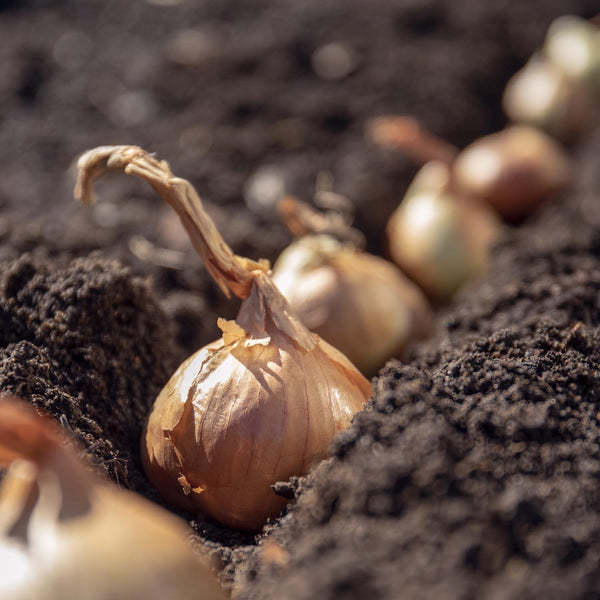 Autumn Planting Shallot 'Golden Gourmet'