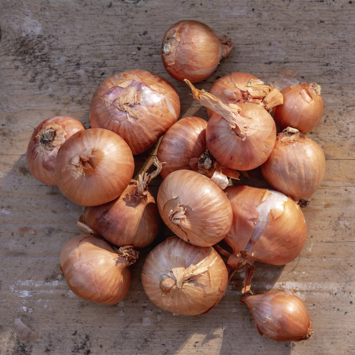 Autumn Shallot Sets Red Sun