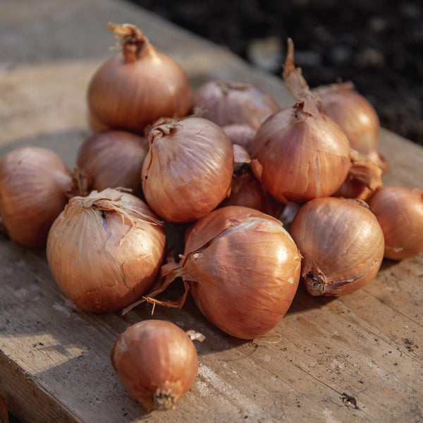 Autumn Planting Shallots Duo Pack