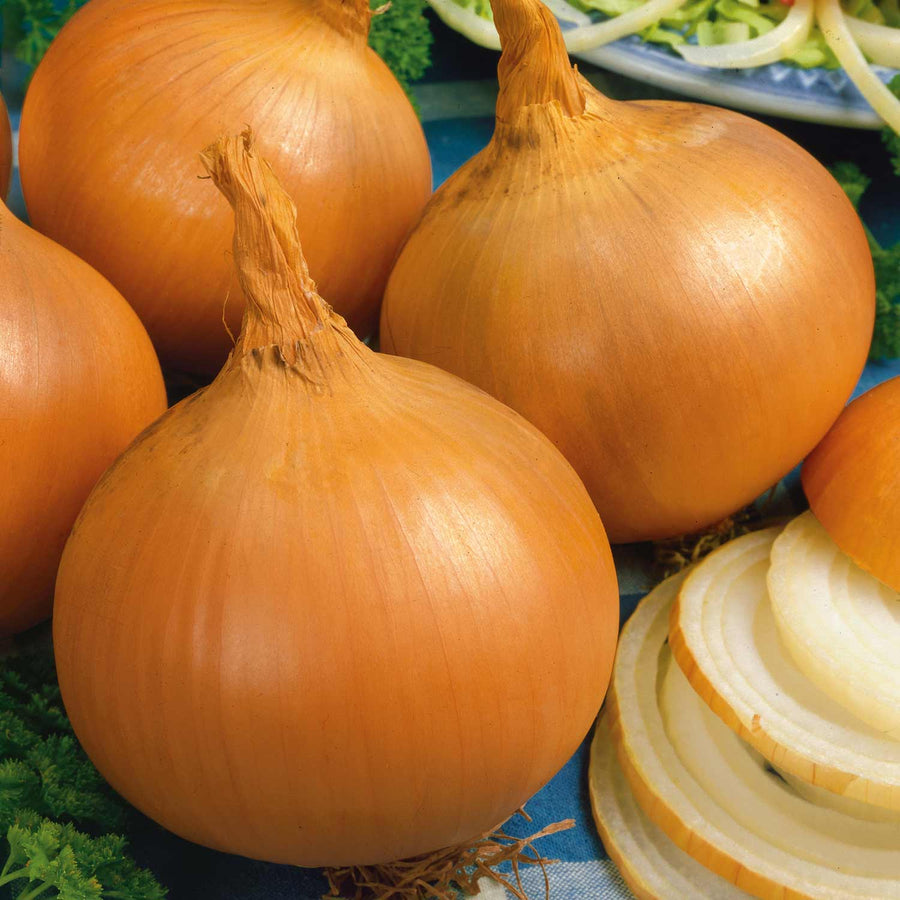 Onion Heat Prepared Sets Collection Buy Onion Sets Online Onion