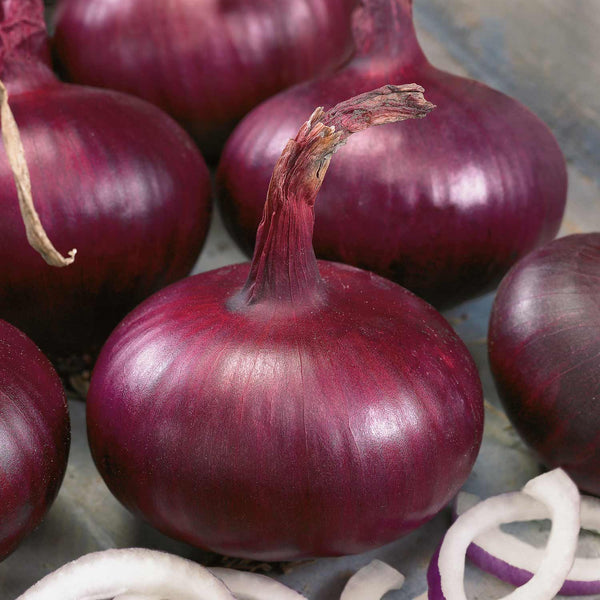 Onion Sets 'Karmen'