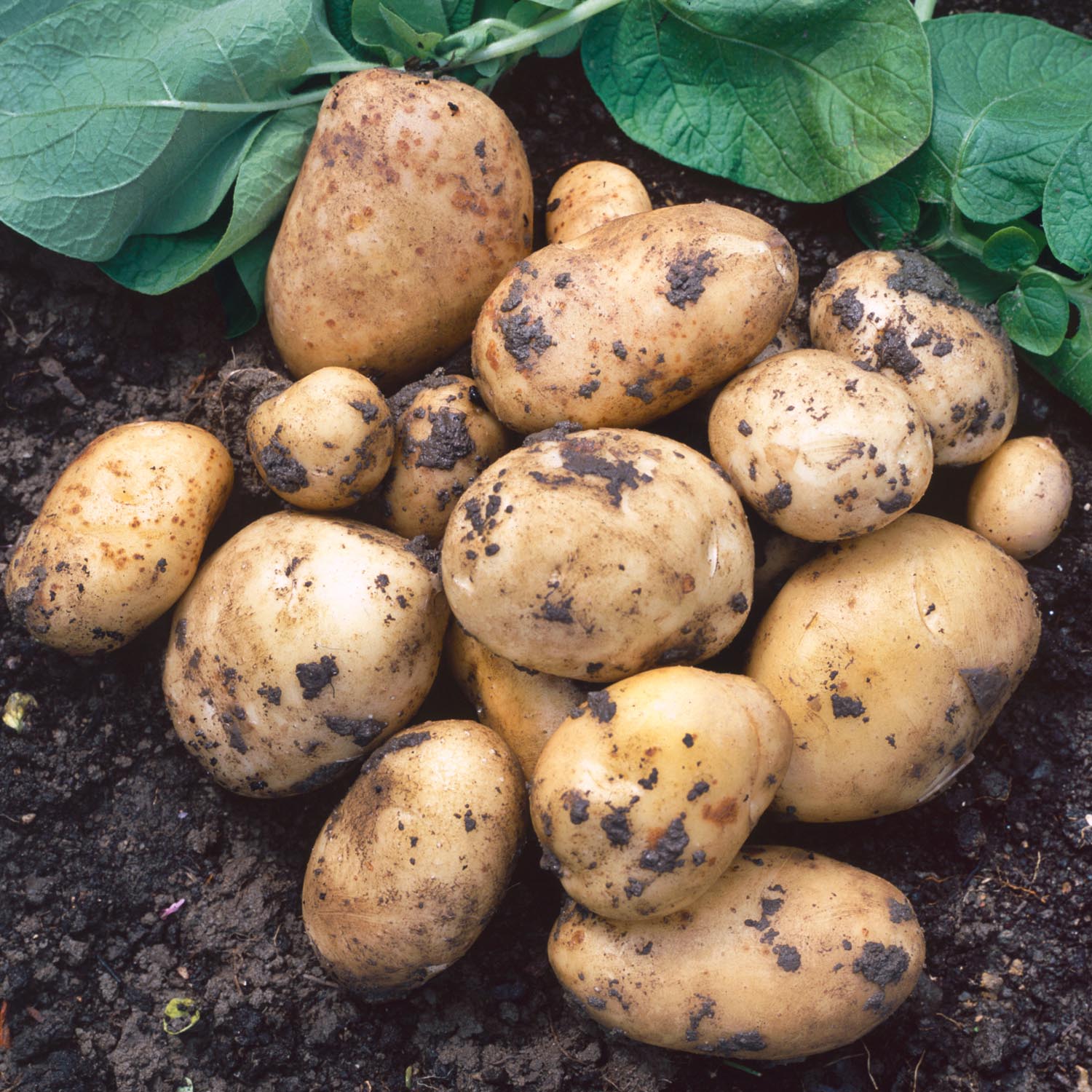 Lady Christl' Seed Potatoes - 2kg | Buy Seed Potatoes Online | Seed ...