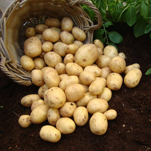 Seed Potato 'Nadine'