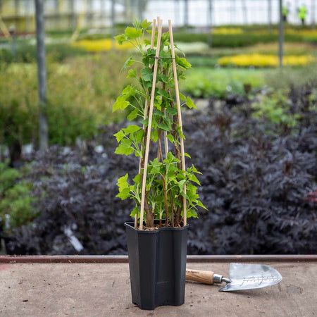 Blackcurrant Plant 'Titania'