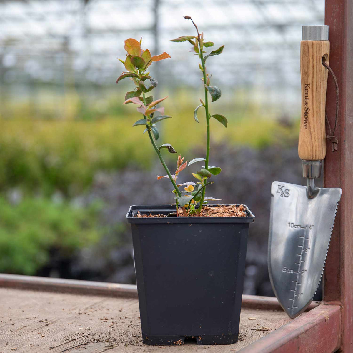 Blueberry Duke 1.5L Plant Buy Blueberry Plants Online Blueberry